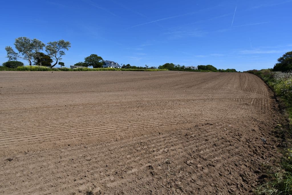 Agricultural Field, La Longue Ree, St Saviour